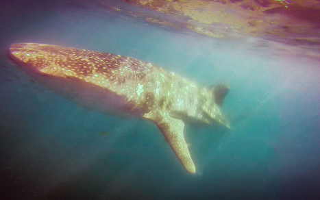 Adopt a Whale Shark
