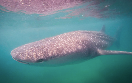 Adopt a Whale Shark