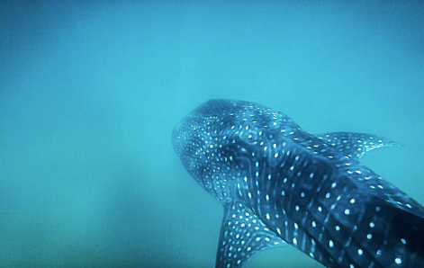 Adopt a Whale Shark