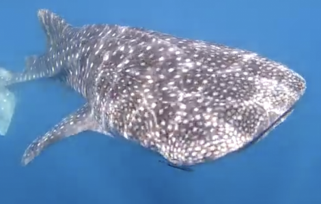 Adopt a Whale Shark