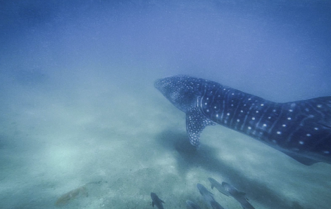 Adopt a Whale Shark