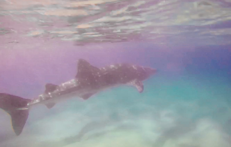 Adopt a Whale Shark