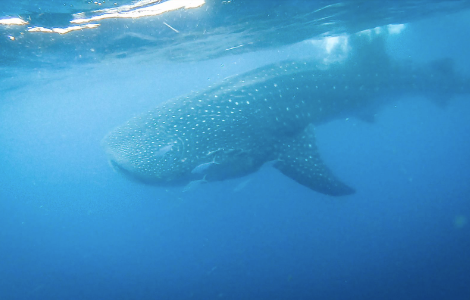 Adopt a Whale Shark